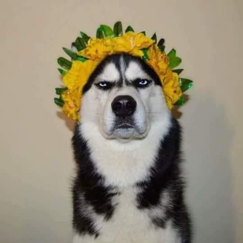 69+ Ảnh meme chó ngáo, hài hước, cười không nhặt được mồm 18 meme chó