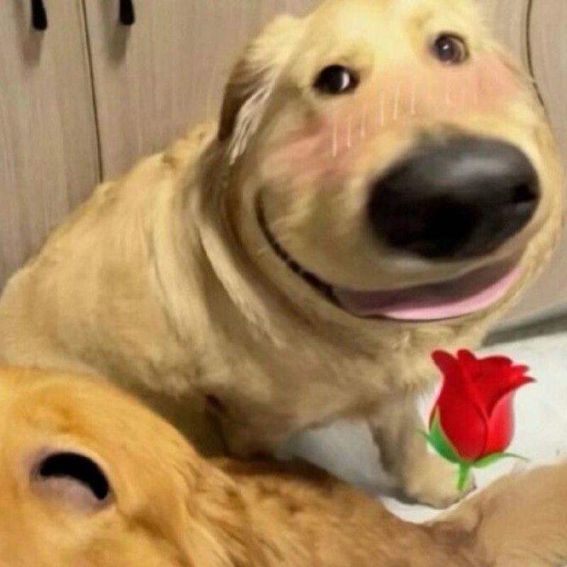 69+ Ảnh meme chó ngáo, hài hước, cười không nhặt được mồm 19 meme chó