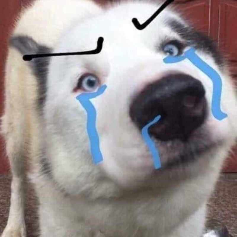 69+ Ảnh meme chó ngáo, hài hước, cười không nhặt được mồm 21 meme chó