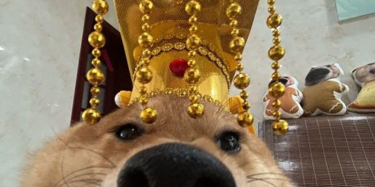 69+ Ảnh meme chó ngáo, hài hước, cười không nhặt được mồm 1 meme chó