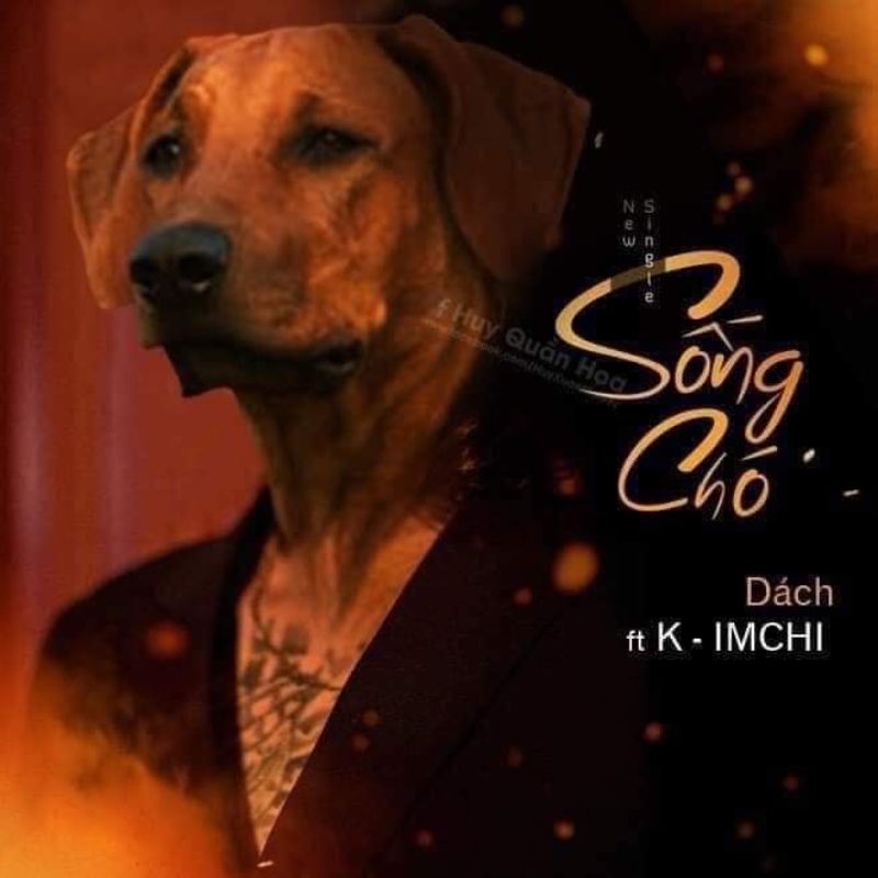 69+ Ảnh meme chó ngáo, hài hước, cười không nhặt được mồm 5 meme chó