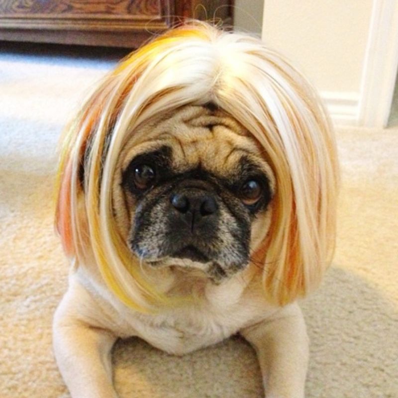 69+ Ảnh meme chó ngáo, hài hước, cười không nhặt được mồm 6 meme chó