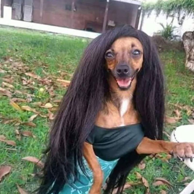 69+ Ảnh meme chó ngáo, hài hước, cười không nhặt được mồm 7 meme chó