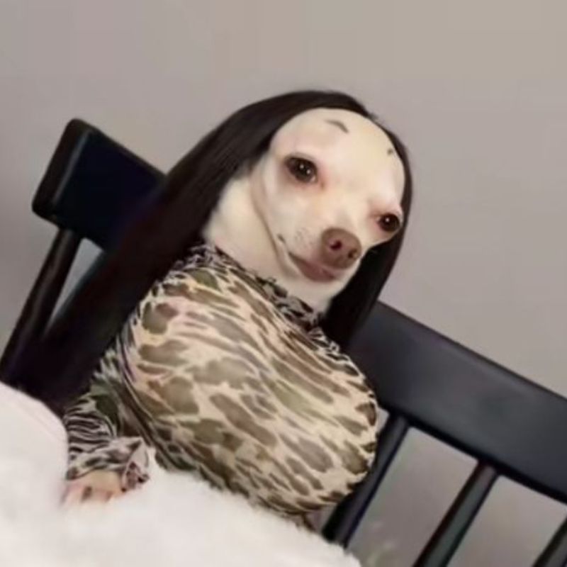 69+ Ảnh meme chó ngáo, hài hước, cười không nhặt được mồm 8 meme chó