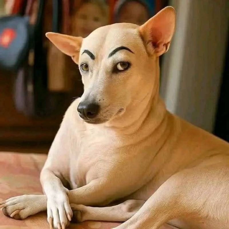 69+ Ảnh meme chó ngáo, hài hước, cười không nhặt được mồm 9 meme chó