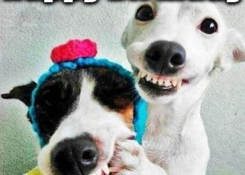 meme chúc mừng sinh nhật