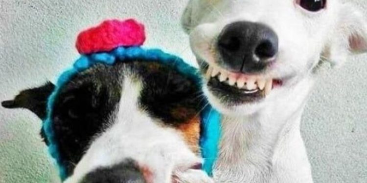 25+ Ảnh meme chúc mừng sinh nhật độc đáo, thú vị và đầy hài hước 1 meme chúc mừng sinh nhật