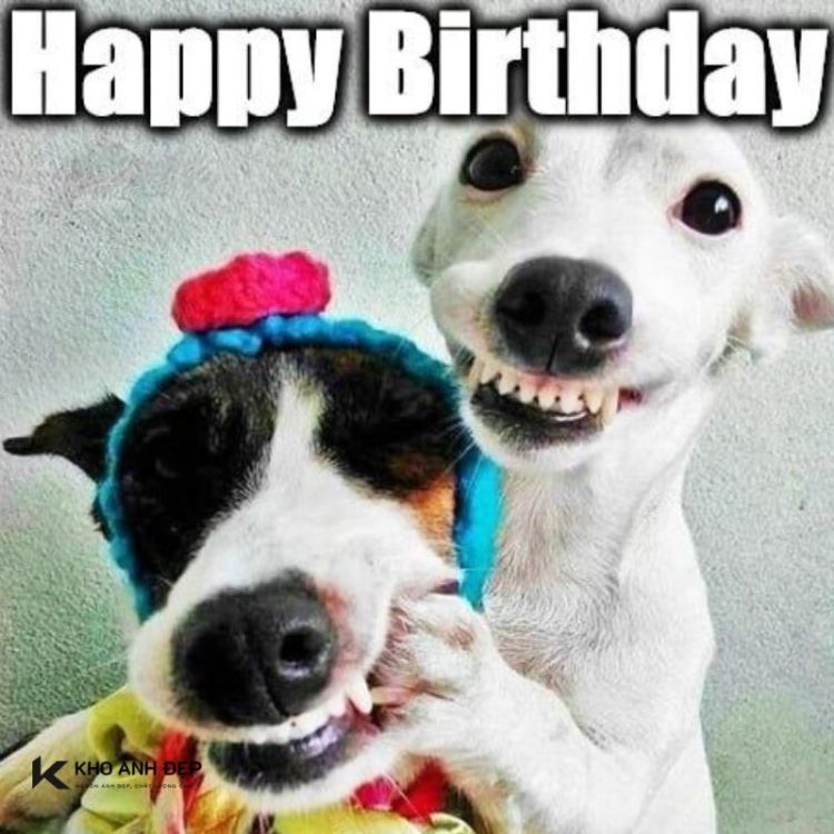 meme chúc mừng sinh nhật