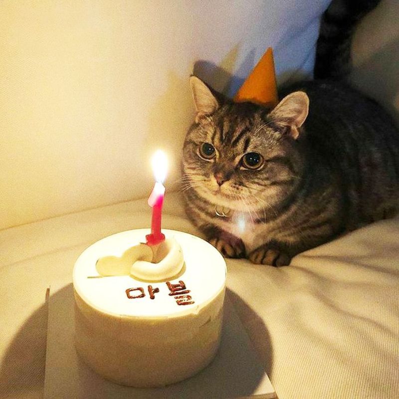 25+ Ảnh meme chúc mừng sinh nhật độc đáo, thú vị và đầy hài hước 9 meme chúc mừng sinh nhật