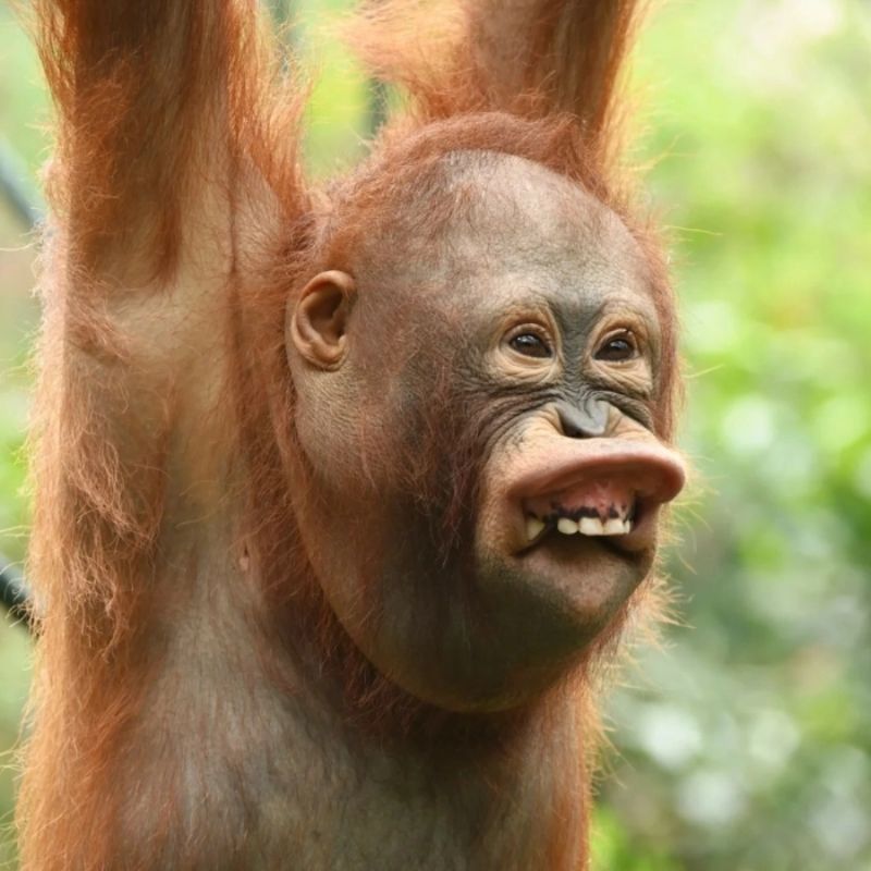 Meme con khỉ suy nghĩ nhe răng, đu cây