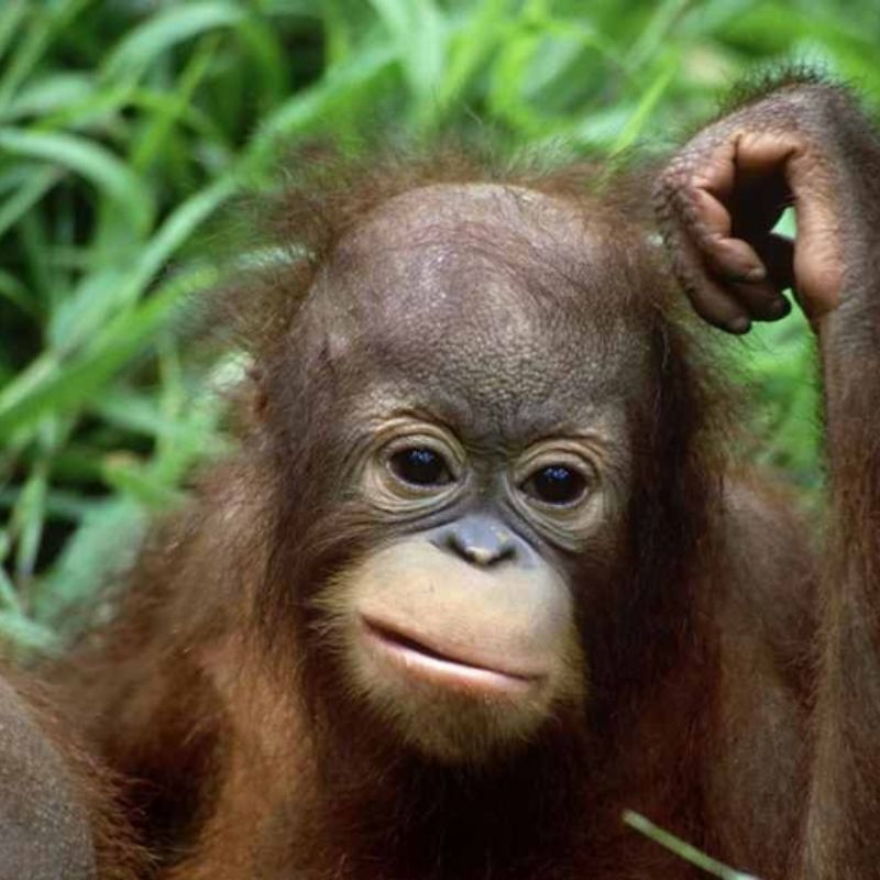 Meme con khỉ suy nghĩ