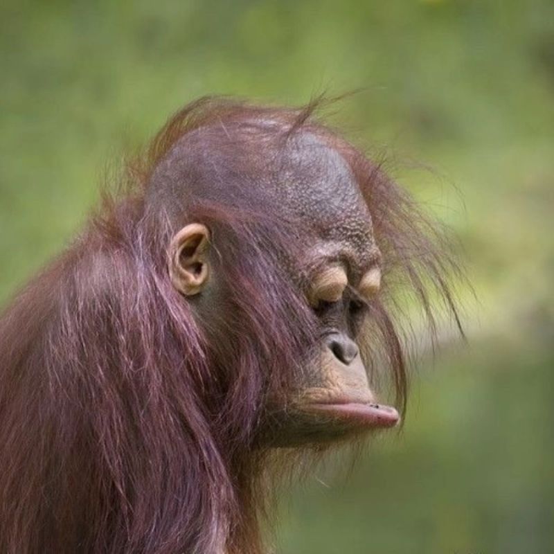 Meme con khỉ suy nghĩ