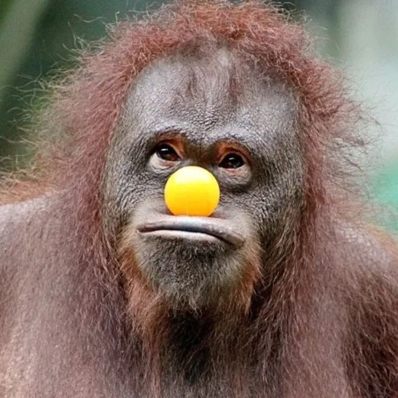 Meme khỉ suy nghĩ và làm trò hài hước