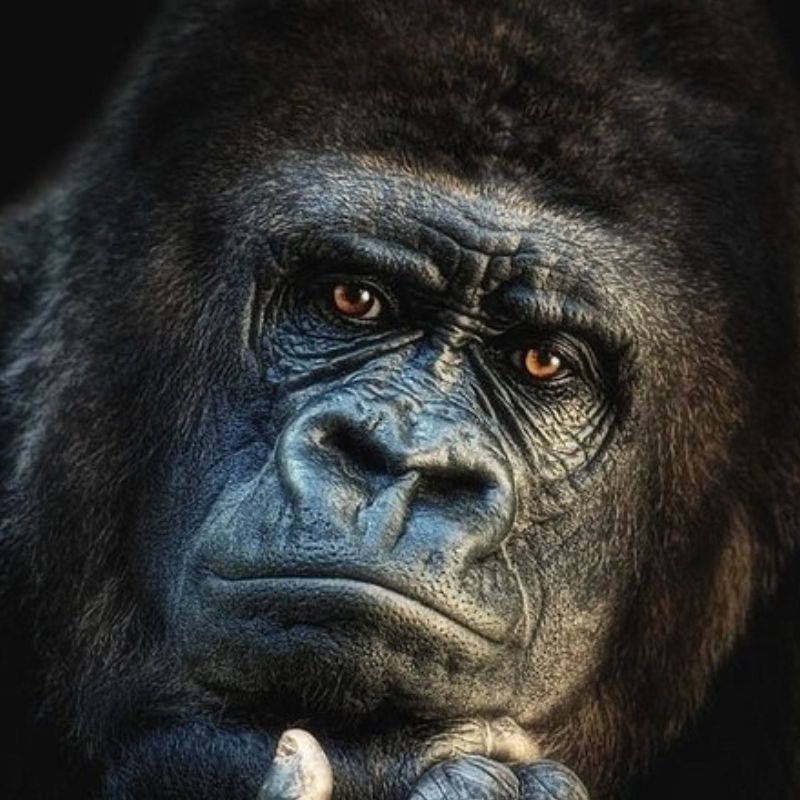 Meme con khỉ vuốt cằm suy nghĩ