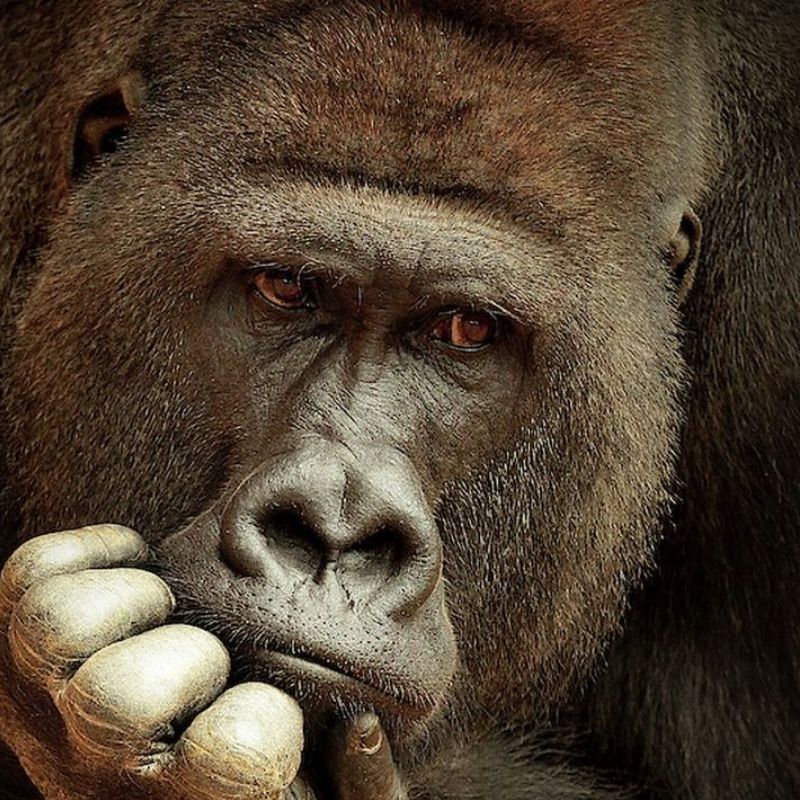 Meme con khỉ chống cằm suy nghĩ