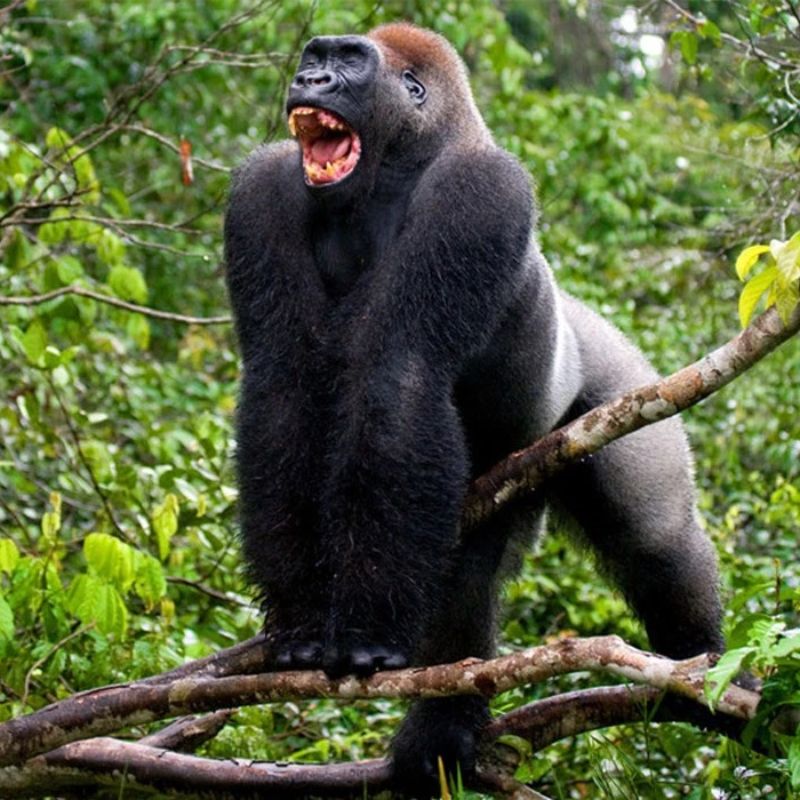 Ảnh con khỉ meme độc đáo với biểu cảm khó đỡ