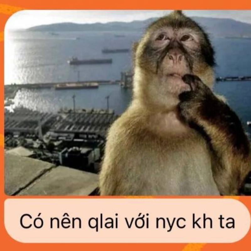 Meme con khỉ suy nghĩ có chữ hài hước