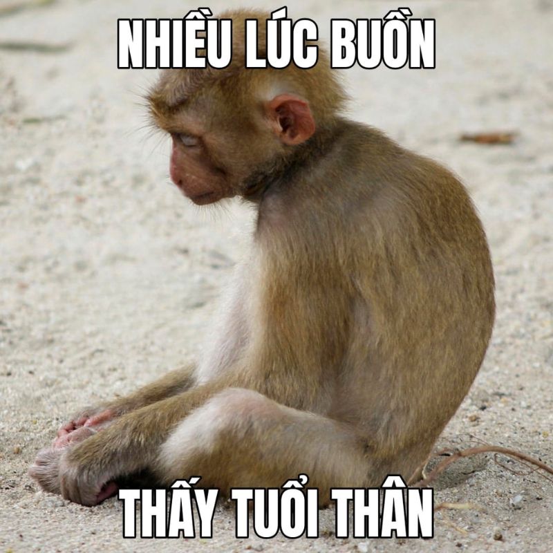 Meme con khỉ suy nghĩ có chữ độc đáo