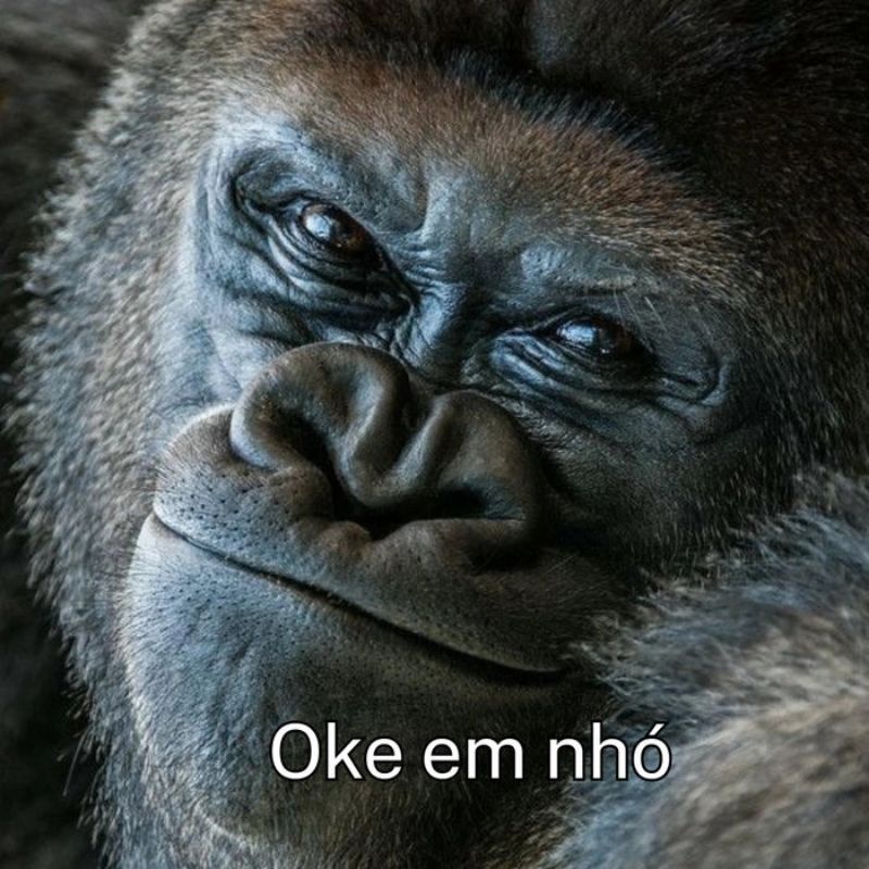 Meme con khỉ suy nghĩ