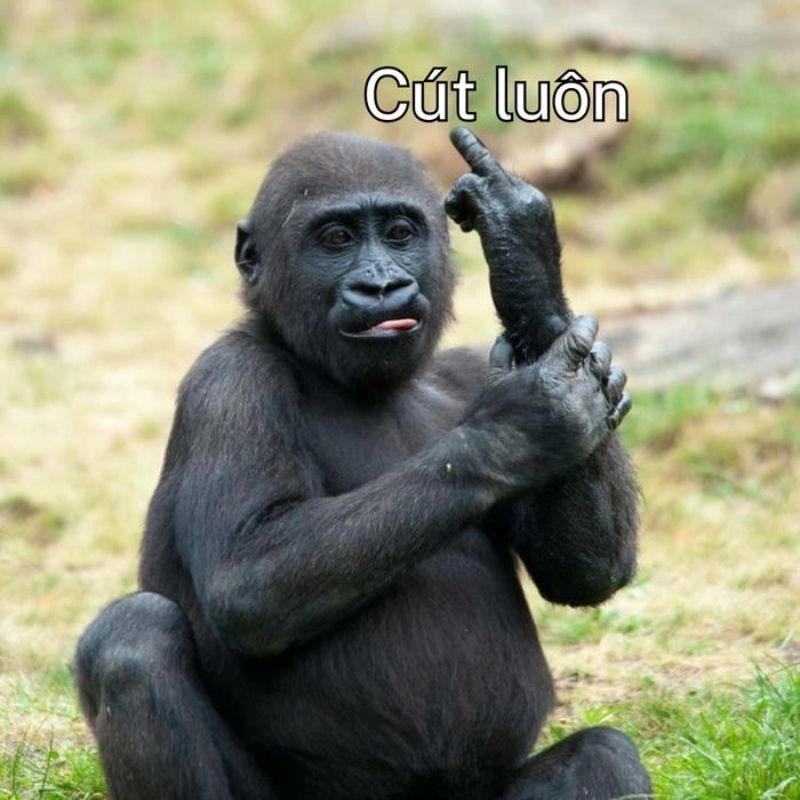 Meme con khỉ suy nghĩ