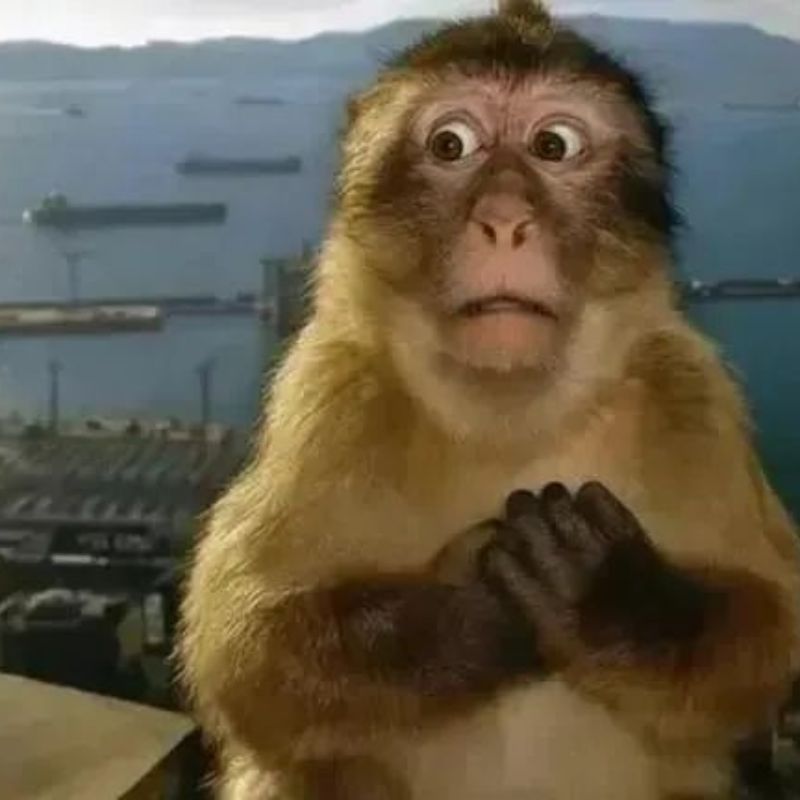 meme con khi suy nghi 36