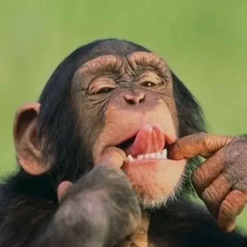 meme con khỉ suy nghĩ