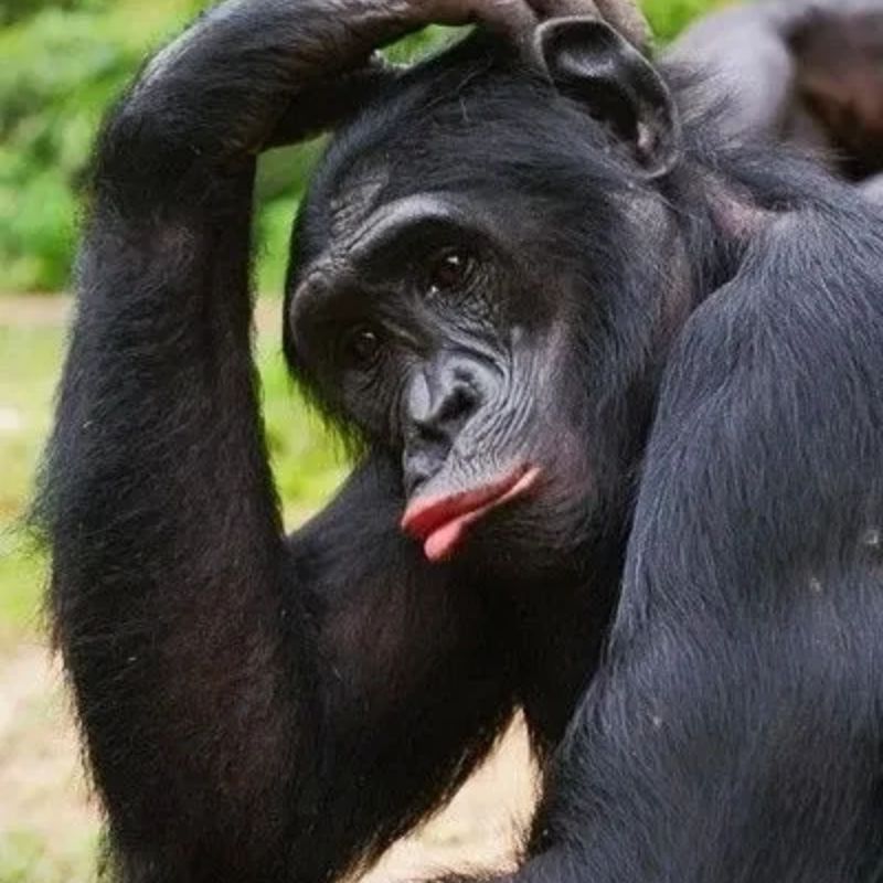 meme con khỉ suy nghĩ