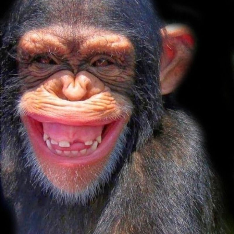 Meme con khỉ suy nghĩ cười khoái chí