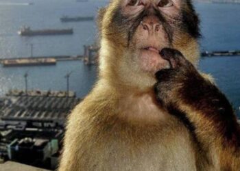 101+ Meme con khỉ suy nghĩ siêu hài, cực hot trên mạng