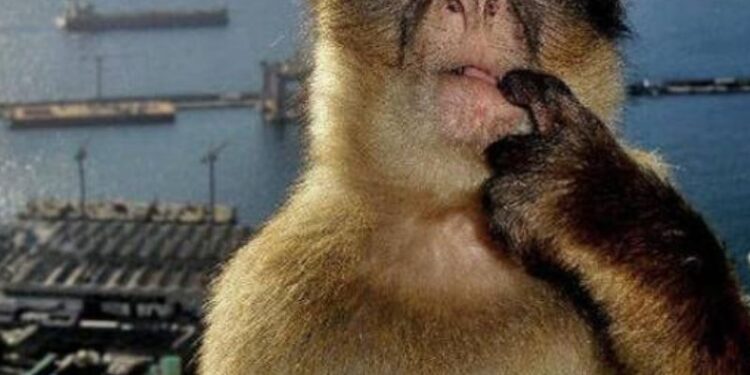 101+ Meme con khỉ suy nghĩ siêu hài, cực hot trên mạng