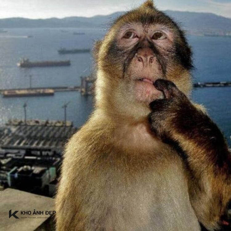 101+ Meme con khỉ suy nghĩ siêu hài, cực hot trên mạng