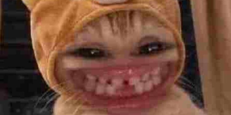 101+ Meme cười đểu giả trân, hài hước khiến ai cũng bật cười