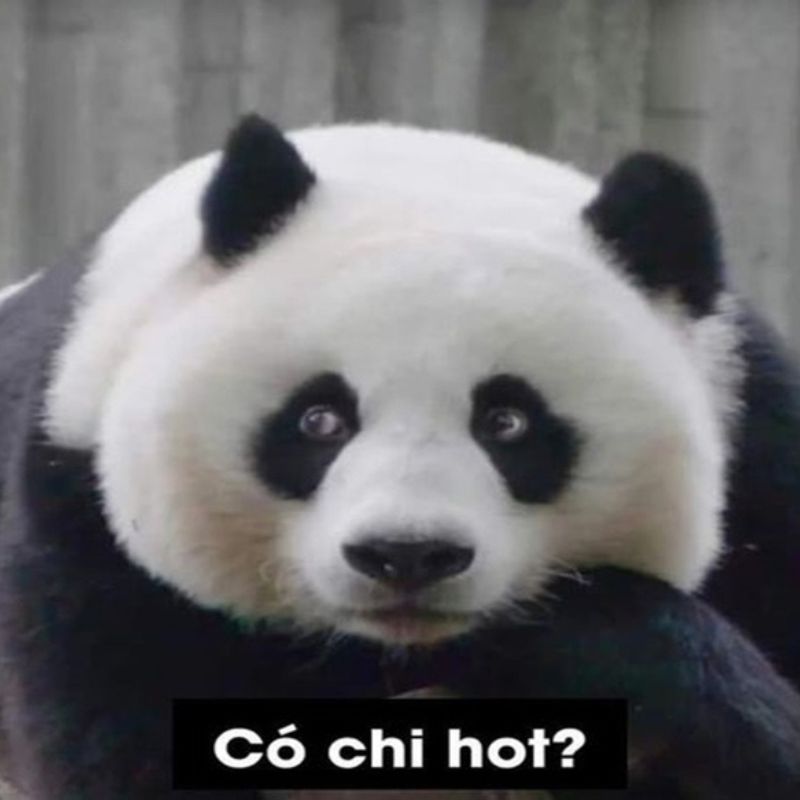 7749+ Meme gấu trúc hài hước, bựa, cà khịa cực hot trên Weibo 14 Meme hóng hớt gấu trúc