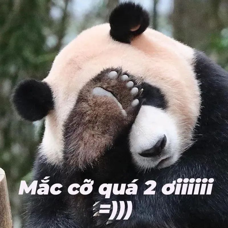 7749+ Meme gấu trúc hài hước, bựa, cà khịa cực hot trên Weibo 18 meme gấu trúc mắc cỡ