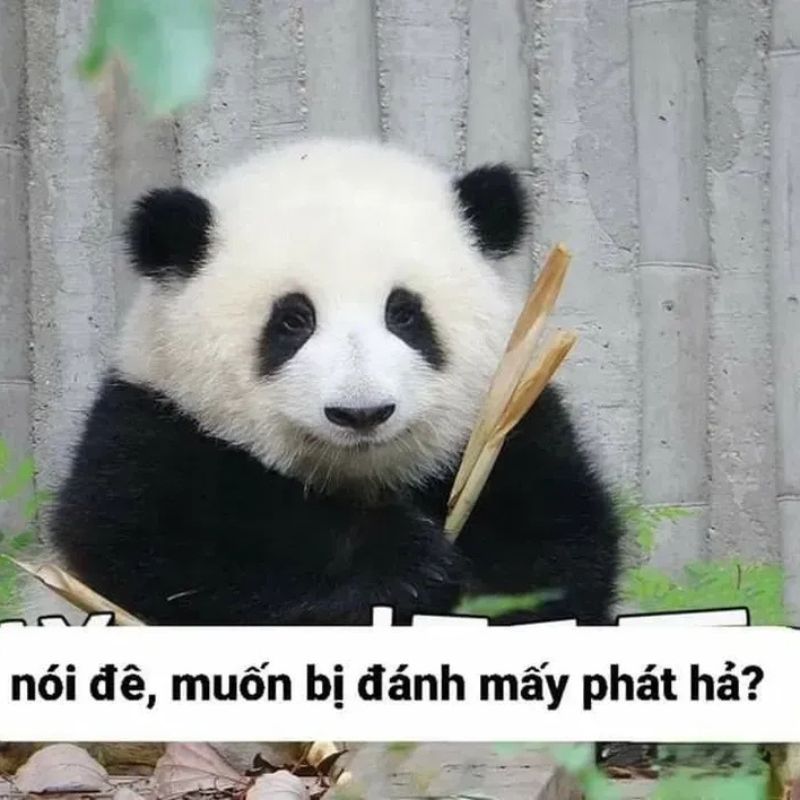 7749+ Meme gấu trúc hài hước, bựa, cà khịa cực hot trên Weibo 17 meme gấu trúc