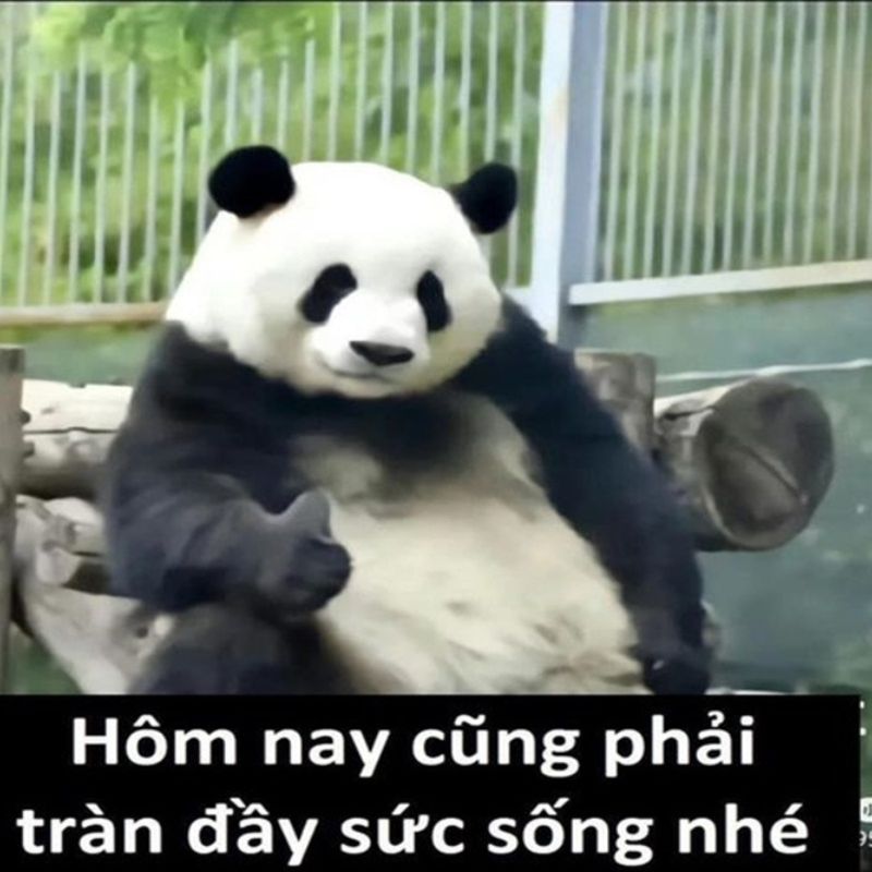 7749+ Meme gấu trúc hài hước, bựa, cà khịa cực hot trên Weibo 16 meme gấu trúc