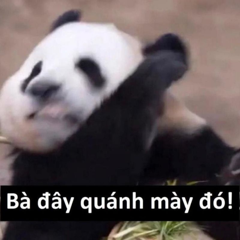 7749+ Meme gấu trúc hài hước, bựa, cà khịa cực hot trên Weibo 26 meme gấu trúc