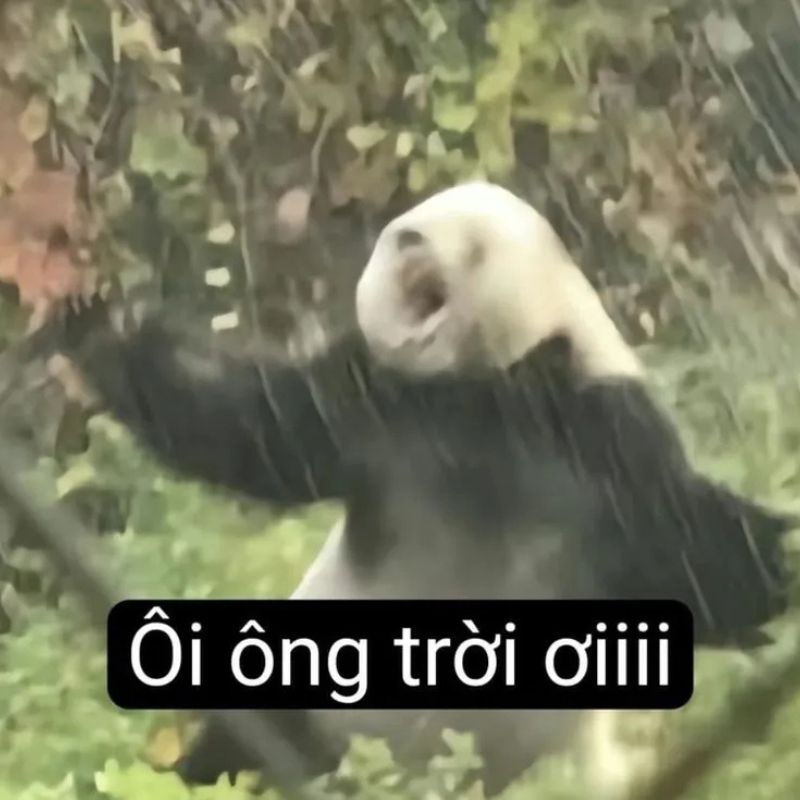 7749+ Meme gấu trúc hài hước, bựa, cà khịa cực hot trên Weibo 21 meme gấu trúc