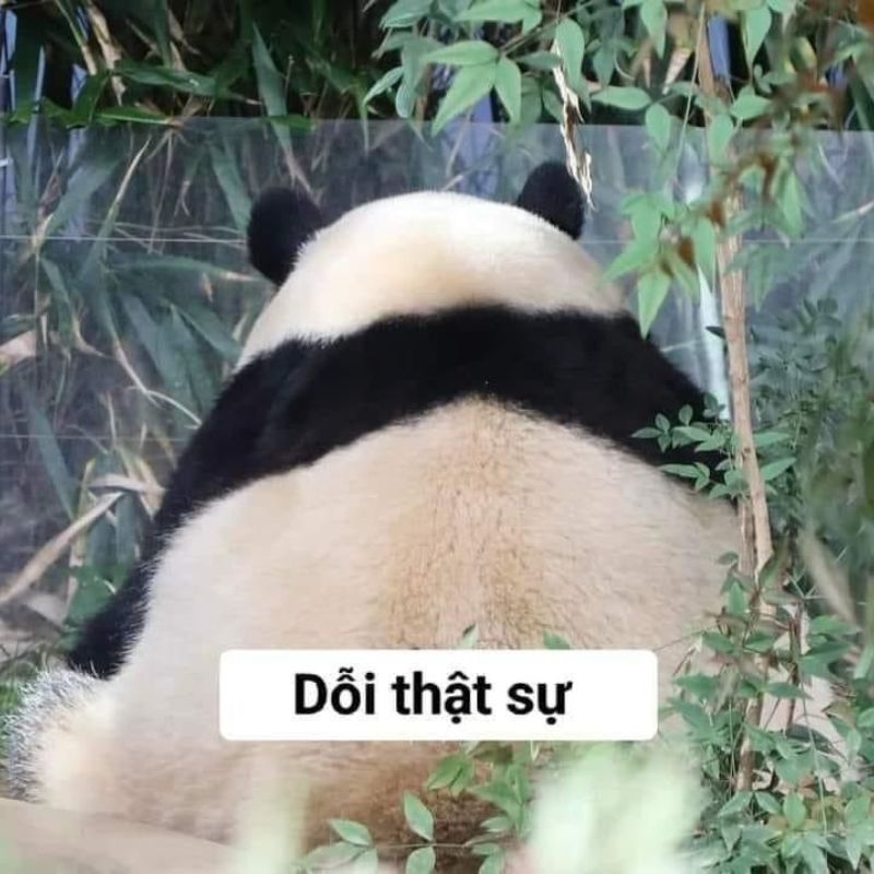 7749+ Meme gấu trúc hài hước, bựa, cà khịa cực hot trên Weibo 3 meme gấu trúc