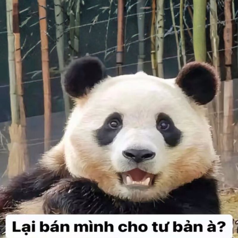 7749+ Meme gấu trúc hài hước, bựa, cà khịa cực hot trên Weibo 12 meme gấu trúc