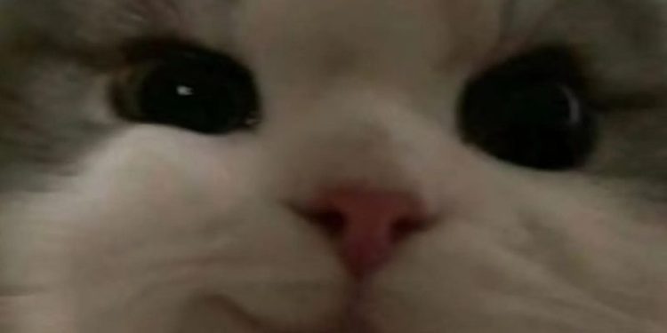 Tổng hợp 25+ meme khinh bỉ hot trend nhất trong năm 2025