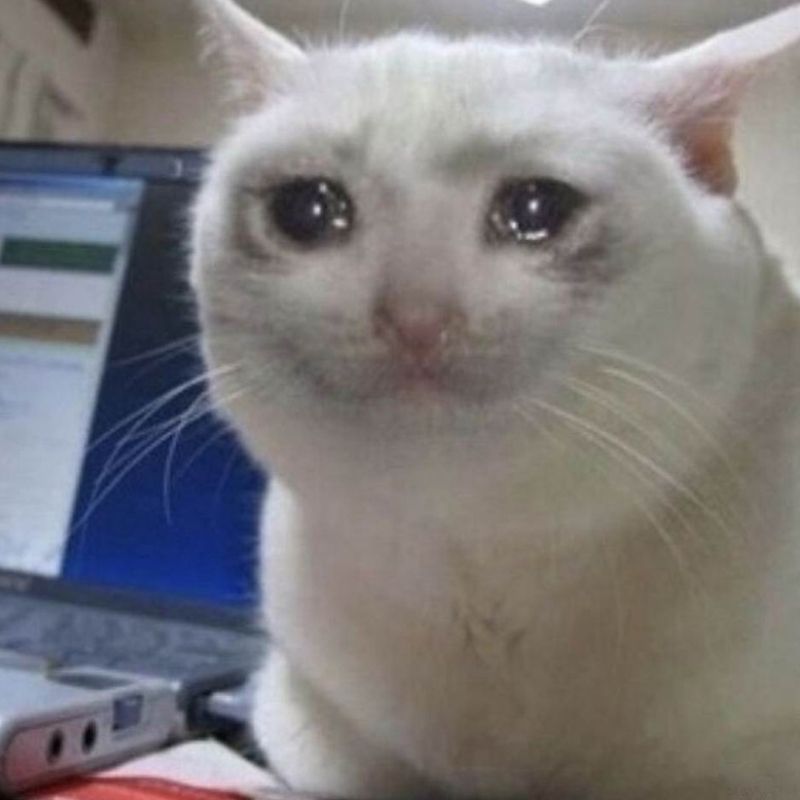 99+ Meme Khóc Hài Hước, Cười Ra Nước Mắt Cực Viral 2 meme khóc ấm ức của mèo