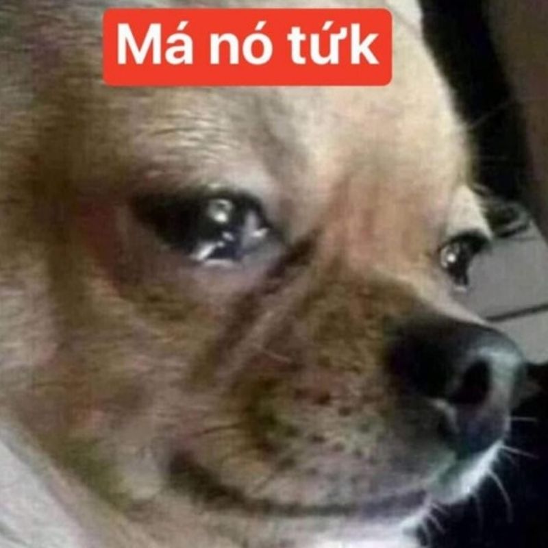 99+ Meme Khóc Hài Hước, Cười Ra Nước Mắt Cực Viral 9 meme khóc tức từ chó