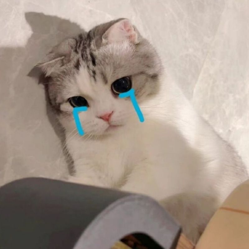 99+ Meme Khóc Hài Hước, Cười Ra Nước Mắt Cực Viral 5 meme khóc mèo nằm ngủ