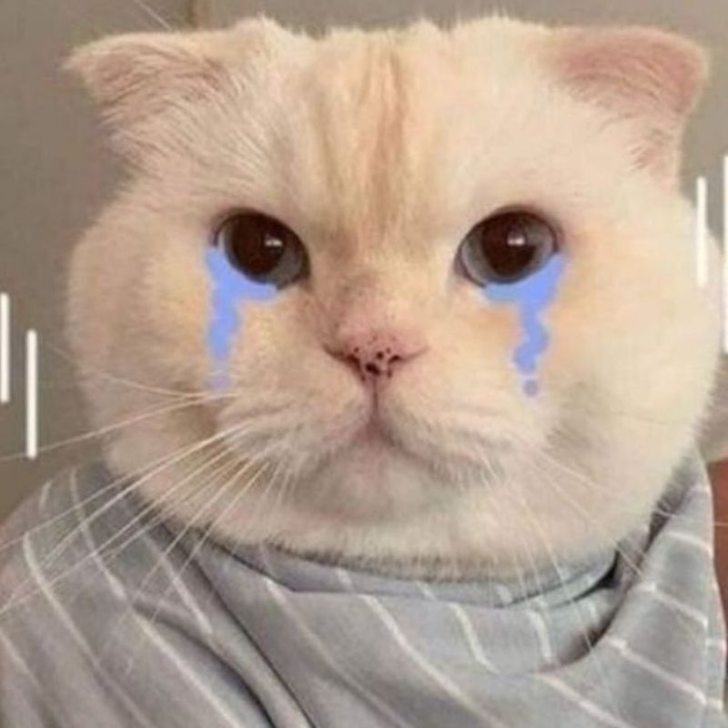 99+ Meme Khóc Hài Hước, Cười Ra Nước Mắt Cực Viral 6 meme khóc mèo trắng