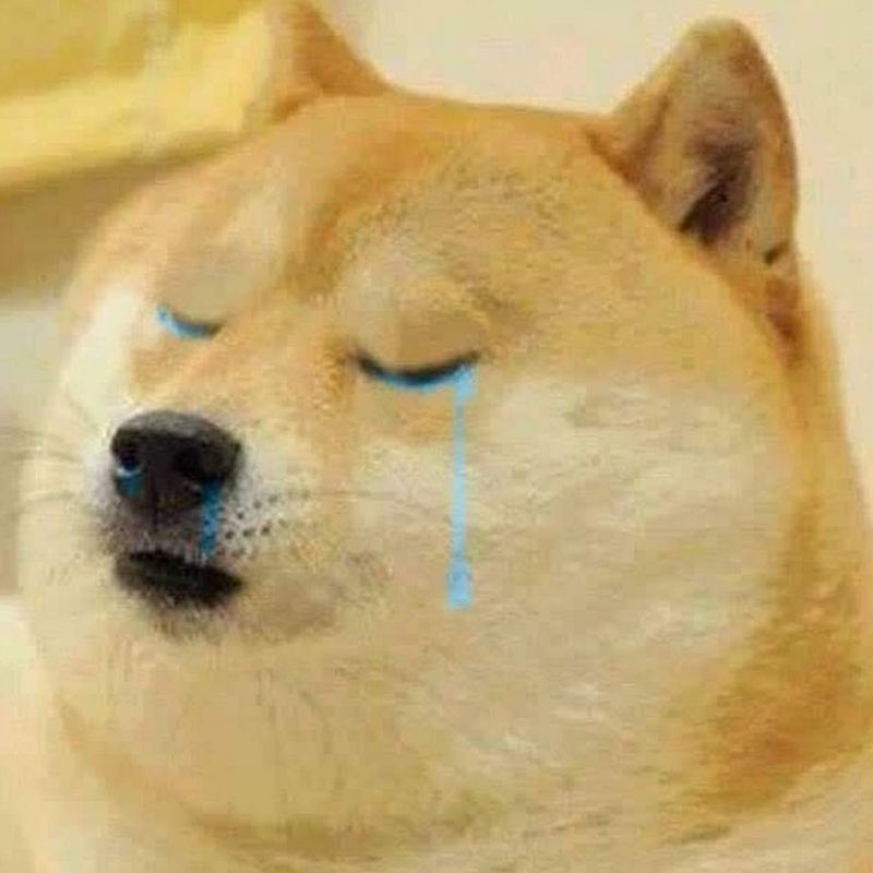 99+ Meme Khóc Hài Hước, Cười Ra Nước Mắt Cực Viral 8 meme chó khóc ấm ức