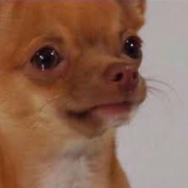 99+ Meme Khóc Hài Hước, Cười Ra Nước Mắt Cực Viral 13 meme chó nhỏ khóc mếu