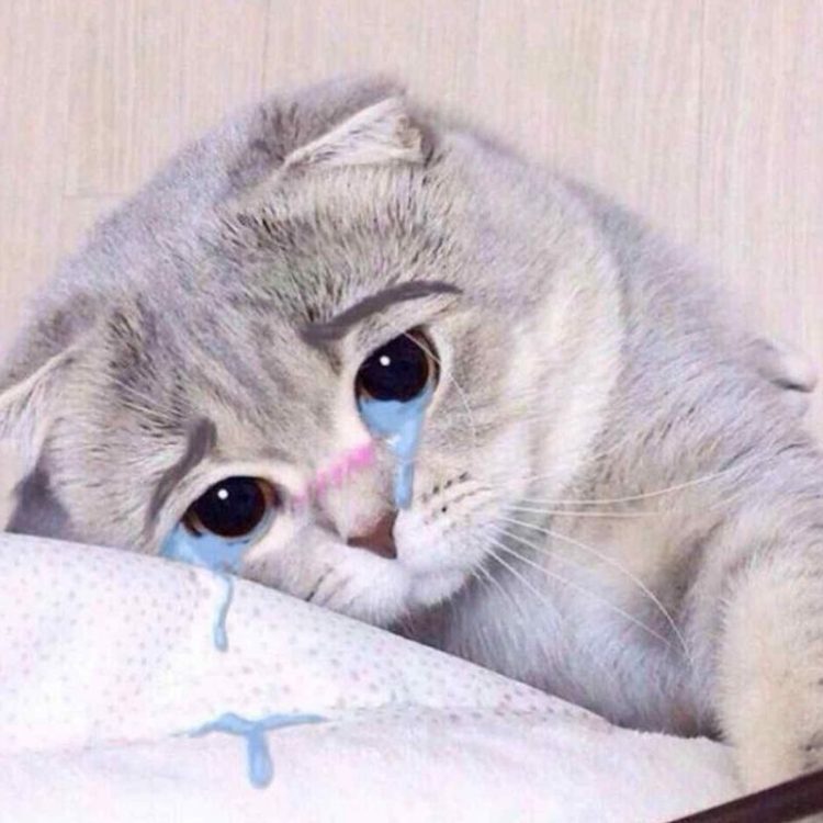 Tổng hợp 25+ ảnh meme khóc biến nỗi buồn thêm phần tuyệt vọng