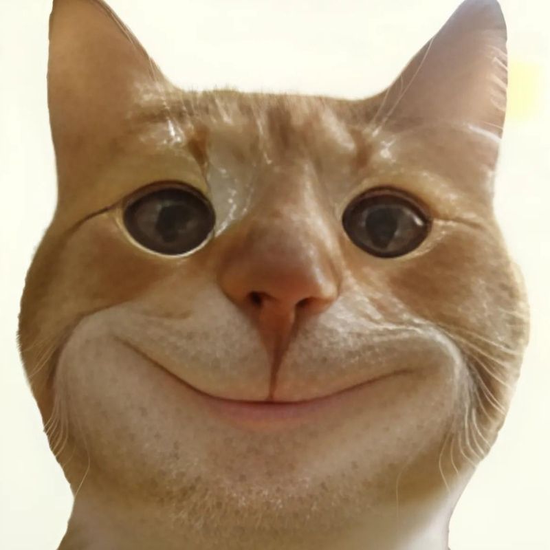 Bộ sưu tập meme mèo cười đáng yêu, hài hước, khó đỡ nhất 7 Meme con mèo cười đểu hài hước