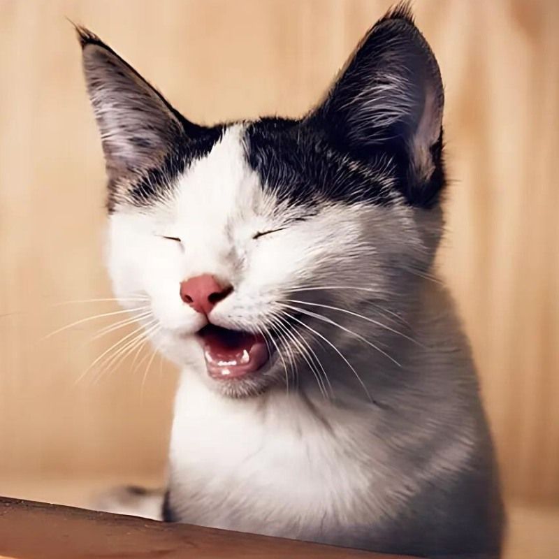 Bộ sưu tập meme mèo cười đáng yêu, hài hước, khó đỡ nhất 13 Meme con mèo cười nhe răng bùn ngủ